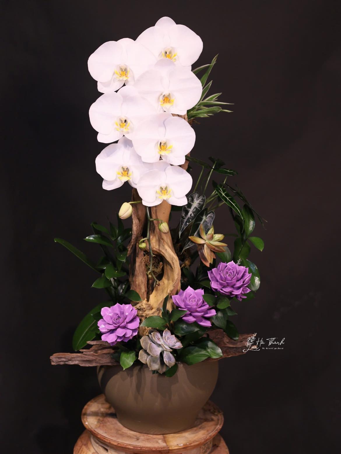 Chậu Lan Hồ Điệp Viếng 3 Cành Trắng